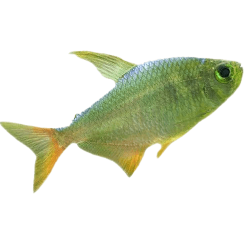 fish
