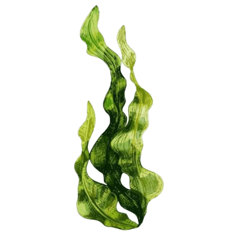 sea moss