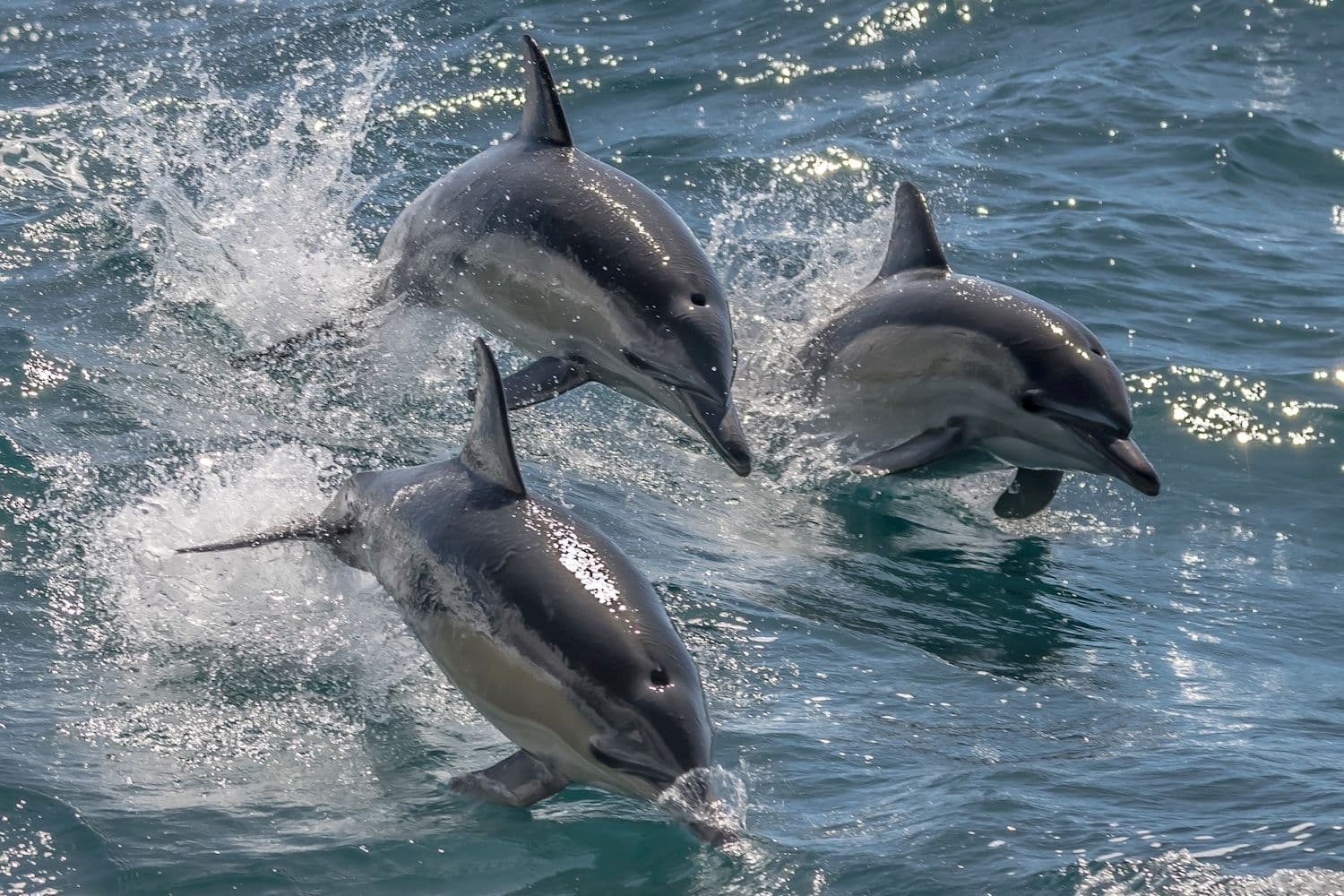 Noosa Thriller Dolphin Safari